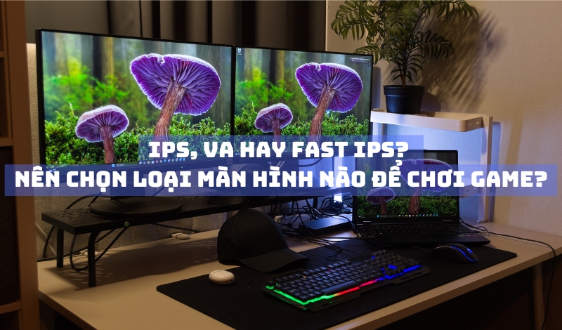 IPS, VA hay Fast IPS?
